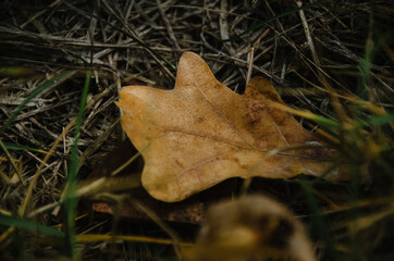 Dry oak leaf isolated on grass in autumn park