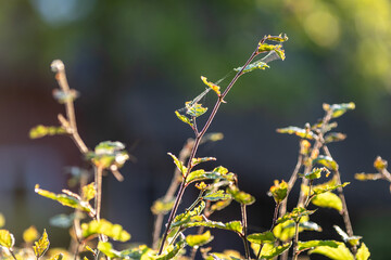 autumn leaf with spider web