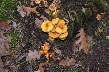mushrooms in the forest