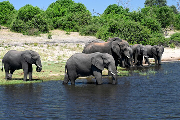 Fototapeta premium Chobe River: elephant familiy passing the river