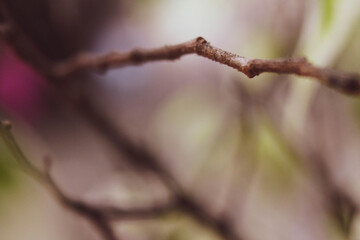 Distorted Branch 