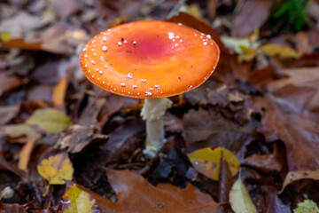 fly agaric mushroom in autumn forest