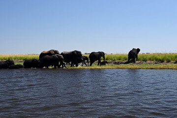 Naklejka na ściany i meble Chobe River: elephant familiy passing the river