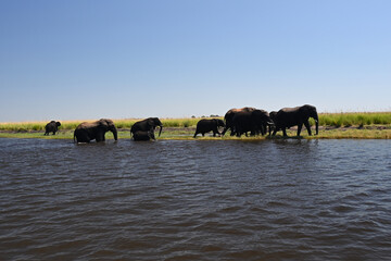 Obraz na płótnie Canvas Chobe River: elephant familiy passing the river
