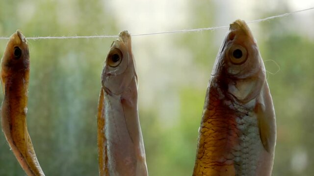 salted river fish dried hanging on a rope.close-up.