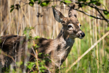 White-tailed deer curious of hikers on a park trail