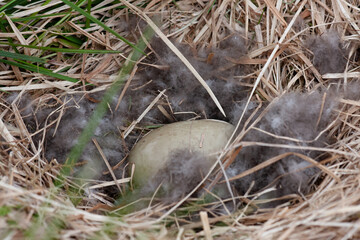 Bird's nest with gray egg surrounded by gray bird fluff in the grass. Closeup
