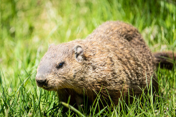 Fototapeta premium Groundhog foraging for food in the grass