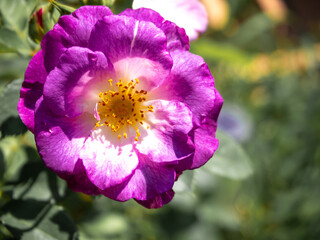 fresh purple and white rose flower in garden in summer
