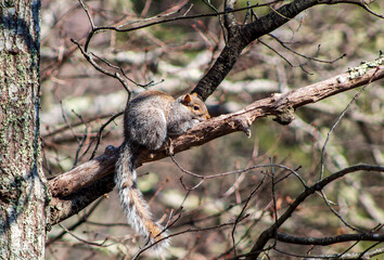 squirrel on a tree