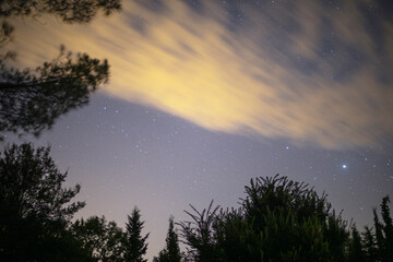 stars in night sky above trees