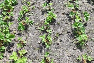 Rows of growing strawberry bushes on the farm. Organic strawberry beds. Ripening strawberries. Agriculture
