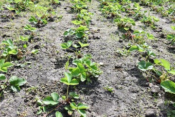 Rows of growing strawberry bushes on the farm. Organic strawberry beds. Ripening strawberries. Agriculture