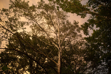 poplar trees during sunset