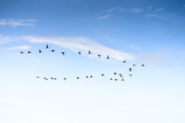 flock of birds in the sky