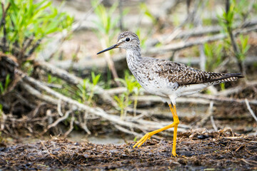 Lesser Yellowlegs foraging for food along the shoreline