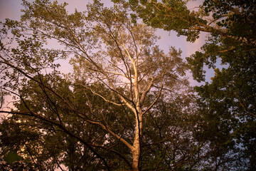poplar trees during sunset