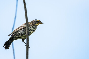 Female red-winged blackbird foraging for food in a marsh.