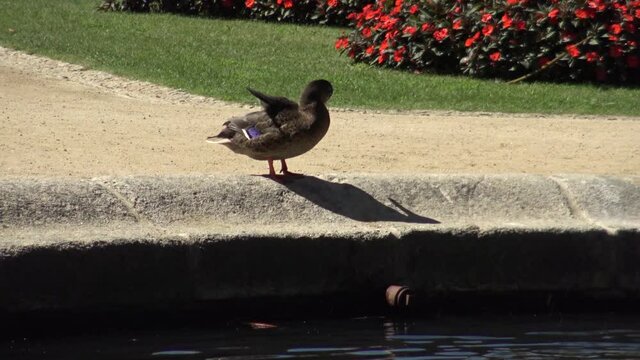 Pato