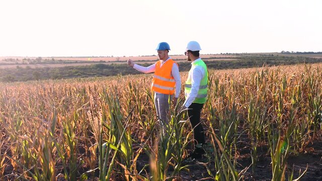 An angry farmer examining the dry soil in the field with dry corn.
