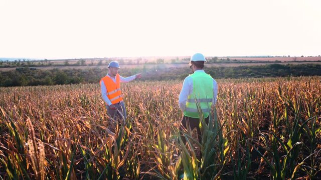 Sad young farmers talking on a cornfield severely affected by drought. Global warming concept.