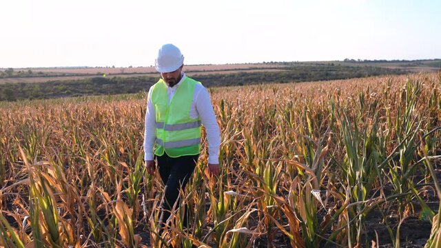 farmer harvesting corn drought