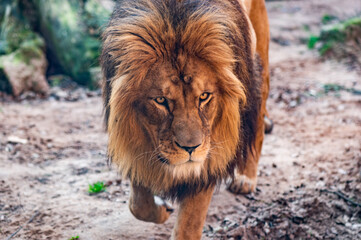 Löwe © Eduard Stebner