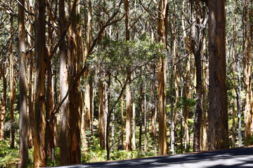 Eucalyptus tree trunks in Margaret River, WA.