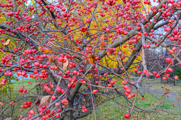 Autumn ripe apples close-up. Selective focus.