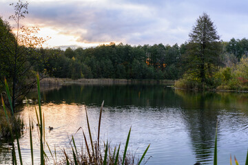 Obraz premium Ducks swim at sunrise in the early morning on the Blue Lake in Kazan. The sunrise, reeds, grass, trees and turquoise lake.