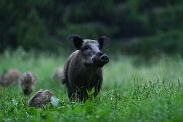 wild boar with piglets in the rain catching the air