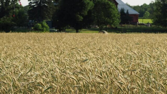 field of rye grass moving in the breeze