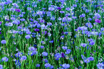 Naklejka premium blooming blue cornflower in the garden on a blurred background
