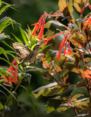 Anna's Hummingbird 1037 Fuchsia - 375236825