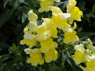 (Antirrhinum majus) Attraktiv Löwenmäulchen oder Garten-Löwenmaul mit Pastelltöne