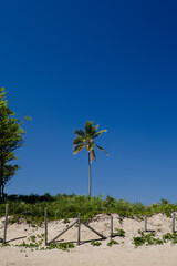 Obraz premium Coconut tree on Ipanema beach, Rio de Janeiro, Brazil
