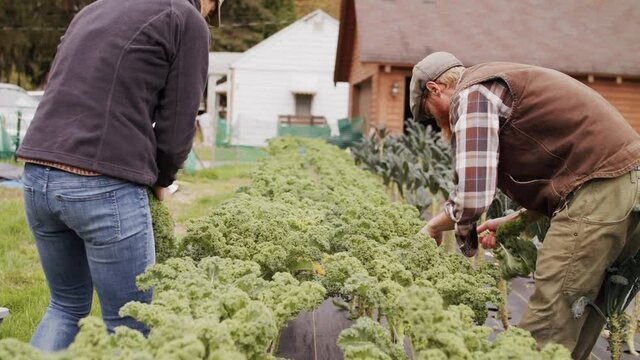 Farmers working in a field 