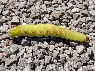 Great Ash Sphinx Moth caterpillar (larva) in Ontario, Canada.