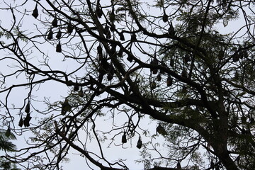 tree branches against blue sky