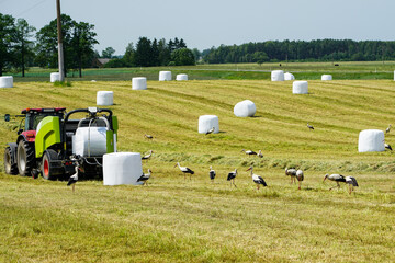 a meadow with a hay press, wrapped hay bales and lots of storks © Zigmunds