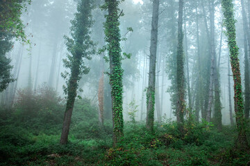fabulous foggy forest. Landscape with trees. Summer mood