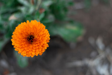 orange flower in the garden