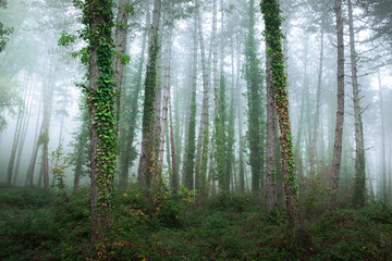 Fototapeta na wymiar fabulous foggy forest. Landscape with trees. Summer mood