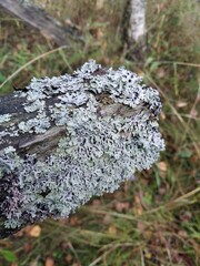 lichen