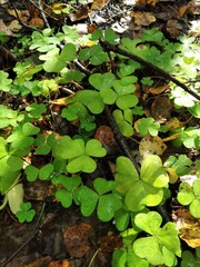  clover