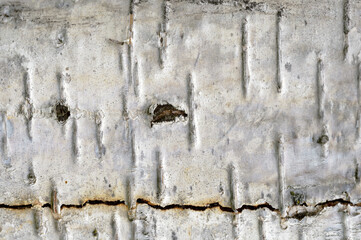  Abstract background of cracked silver birch tree. Closeup topview for artworks.