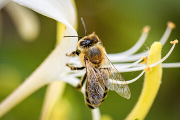 Bee on a white flower collecting pollen and nectar for the hive