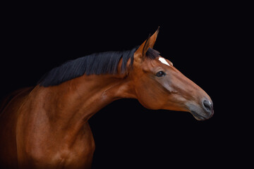 Fototapeta na wymiar portrait of bay trakehner mare horse with white spot on forehead isolated on black background
