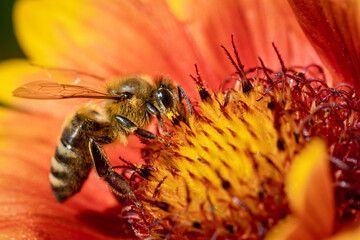 Bee on a orange flower collecting pollen and nectar for the hive