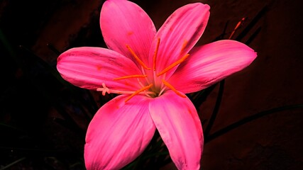 Obraz premium pink and white flower